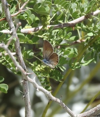 Leptotes marina