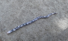 Amphisbaena fuliginosa