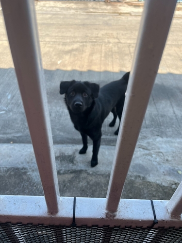Domestic Dog