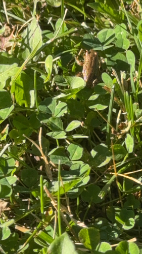Boreal Chorus Frog