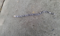 Amphisbaena fuliginosa