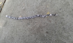 Amphisbaena fuliginosa