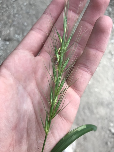 Texas wildrye (Elymus interruptus)
