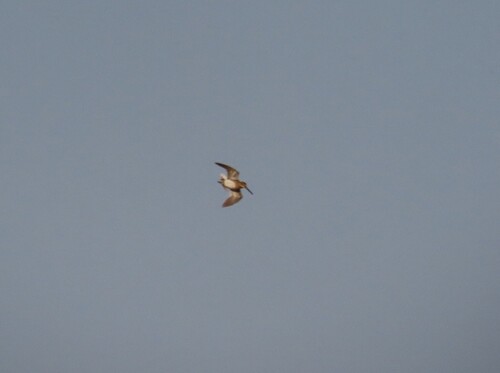 iNaturalist image