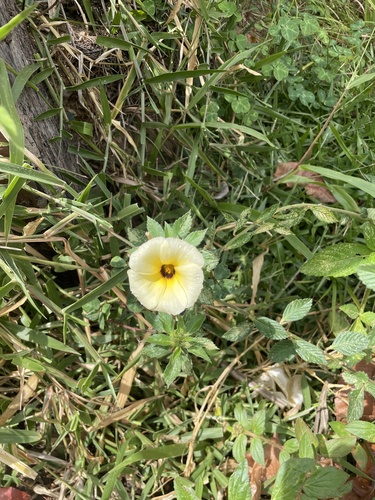 Cuban Buttercup