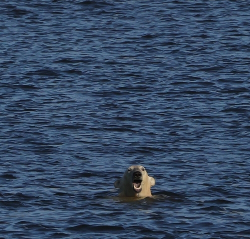 Black Bear sighting near Churchill