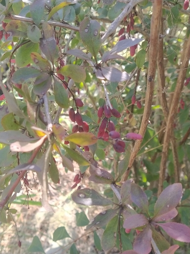 European barberry