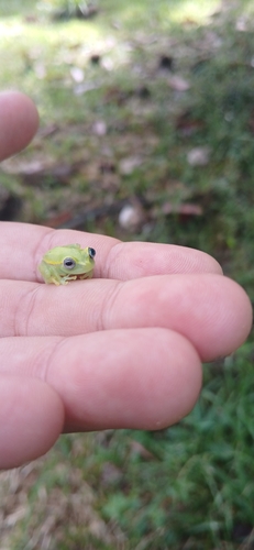 Polka-dot Tree Frog