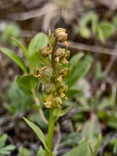 Dactylorhiza viridis, photograph 6
