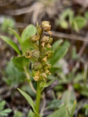 Dactylorhiza viridis, photograph (c) Max Fussan, some rights reserved (CC BY)