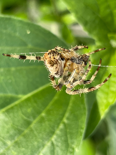 Cross Orbweaver