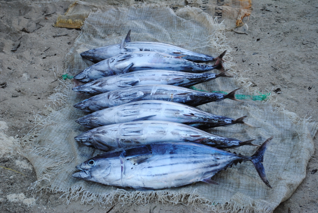 Skipjack Tuna from Nungwi Beach, Tanzania on July 17, 2010 by Barna
