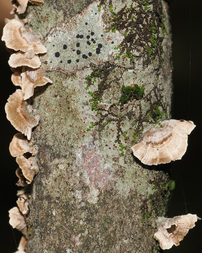 silky parchment · August 2026 · photo: Photo: (c) Roger Rittmaster, some rights reserved (CC BY) · iNaturalist