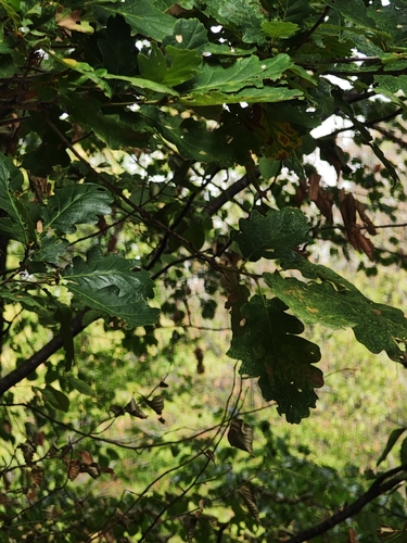 sessile oak