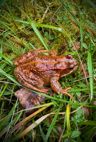 European Common Frog