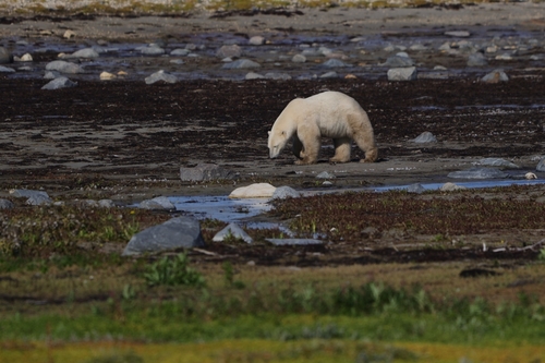Black Bear sighting near Shamattawa