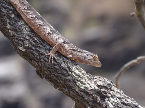 Brazilian Monkey Lizard