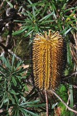 Banksia neoanglica
