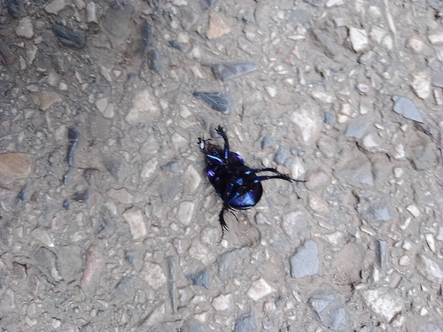 Woodland Dor Beetle