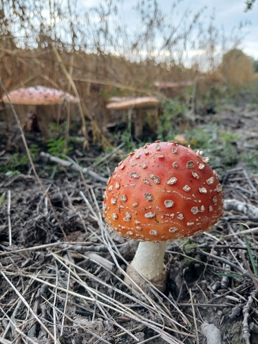 Fly Agaric
