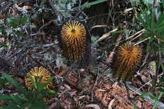 Banksia neoanglica