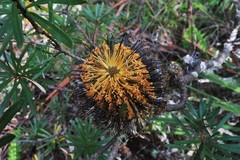Banksia neoanglica