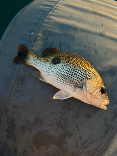 Lutjanus johnii observed 2026-08-30