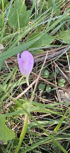 Portuguese colchicum