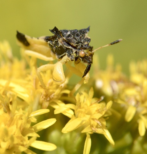 Jagged ambush bug