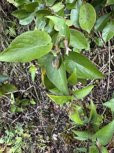 Viola chamissoniana observed 2026-08-31