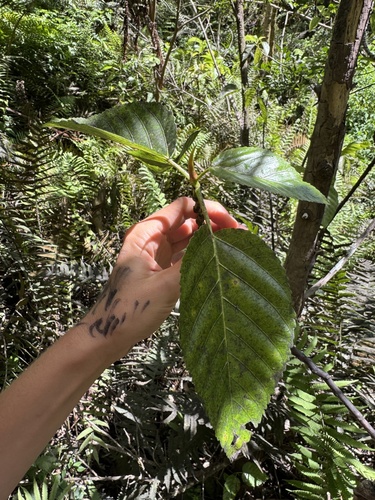 Touchardia latifolia observed 2026-08-31