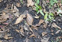 Lissachatina reticulata