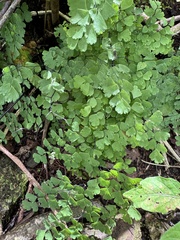 Adiantum raddianum, photograph (c) Brynn Fricke, some rights reserved (CC BY)