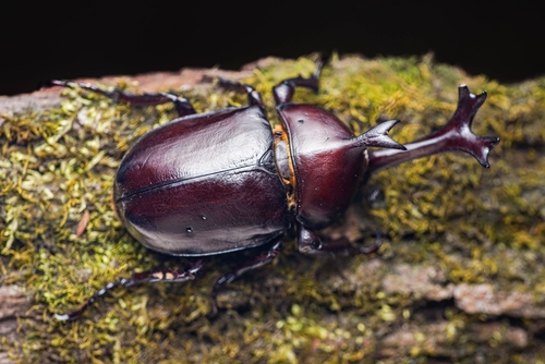 Japanese Rhinoceros Beetle