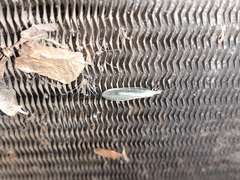 Chrysoperla pudica-group