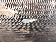 Chrysoperla pudica-group