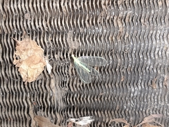 Chrysoperla pudica-group