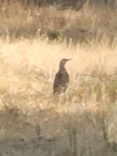 Grey-headed Woodpecker