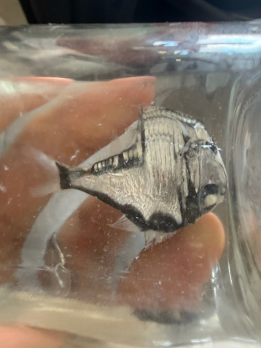 Argyropelecus aculeatus observed 2026-09-01