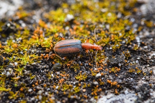 Drypta lineola