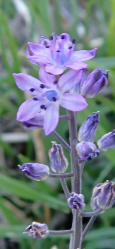 Autumn Squill