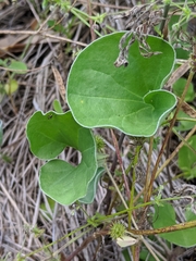 Dichondra recurvata
