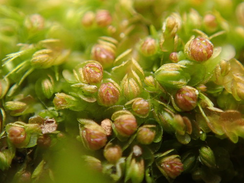 iNaturalist | no rights reserved, uploaded by Randal Representative image of Jungermannia