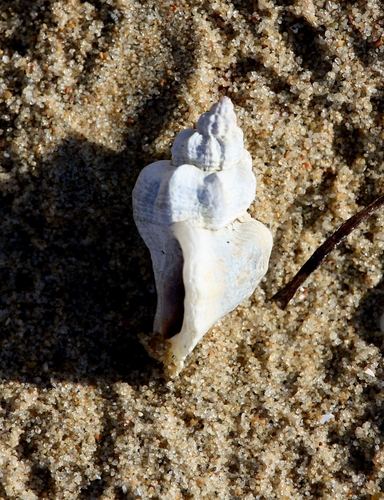 Ocenebra japonica, 2026-09-01