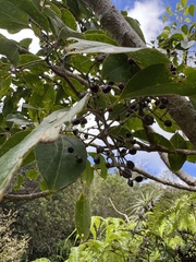 Cheirodendron trigynum, photograph (c) Brynn Fricke, some rights reserved (CC BY)