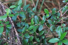 Elaeocarpus holopetalus