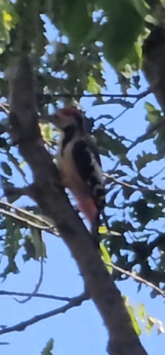 Middle Spotted Woodpecker
