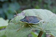 Tynacantha marginata