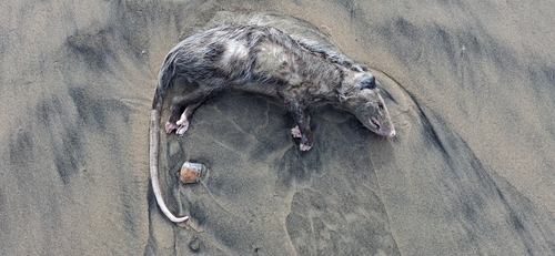 Virginia Opossum observed by sadowskimatt