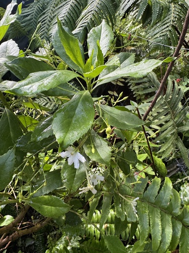 Scaevola gaudichaudiana, photograph 5